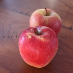 Pommier Ambrosia
