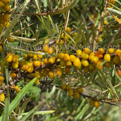 Argousier Femelle Botanica 1 à
