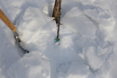 La croûte de glace : une lame de rasoir pour vos arbres?!